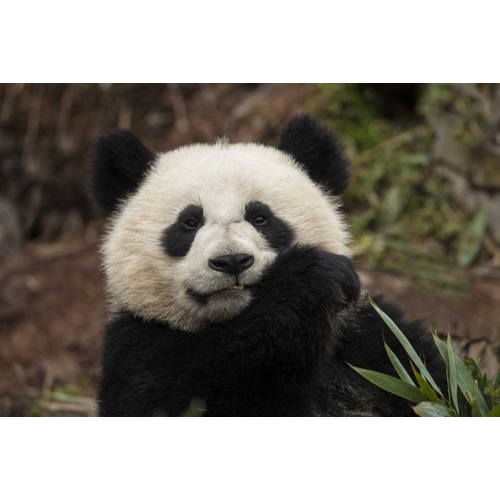 China, Chengdu Panda Base Young giant panda